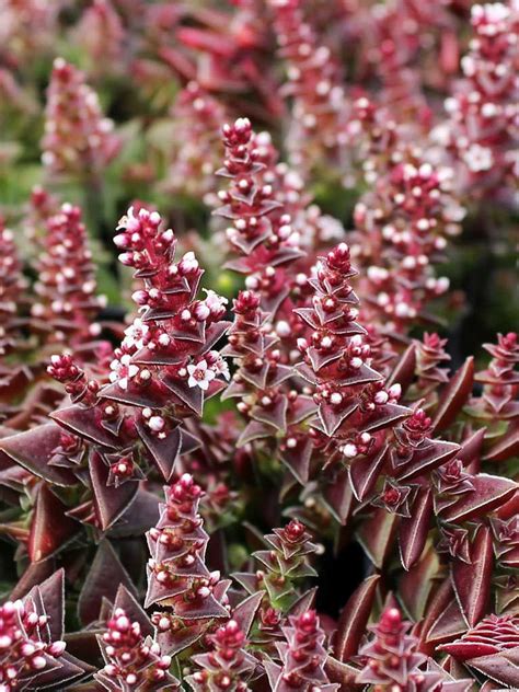 Succulents like lots of sunshine, so they're great for areas where other plants might need regular watering. Crassula capitella subsp. thyrsiflora (Red Pagoda) | World ...