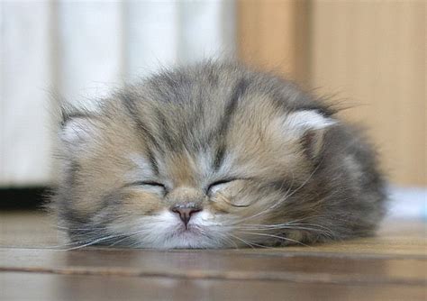 Cute Sleepy Kitty Funny Cat Pictures