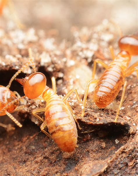 Best Termite Control Termite Control New York Assured
