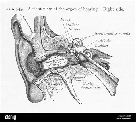 Ear Anatomy Diagram Unlabeled