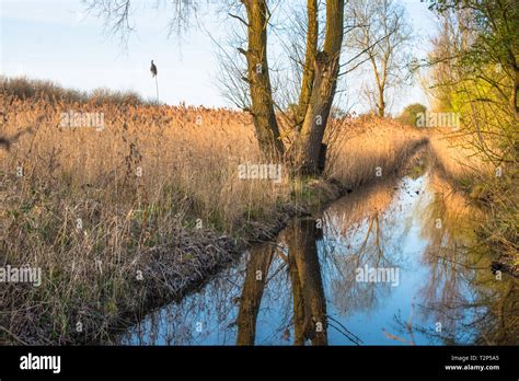 Scenic Landscape Reed Beds Reflected In Waterway In Warm Evening Light