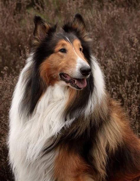 Pin On Scottish Collies