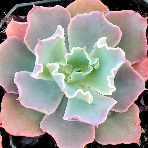 Echeveria Crinoline Ruffles Succulent Cuttings Propagating