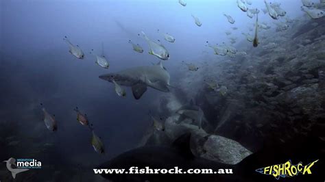 Fish Rock Cave Shark And Cave Dive South West Rocks Nsw Australia