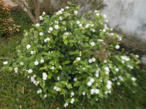 Amusing World Jasmine Flowers In Our Garden