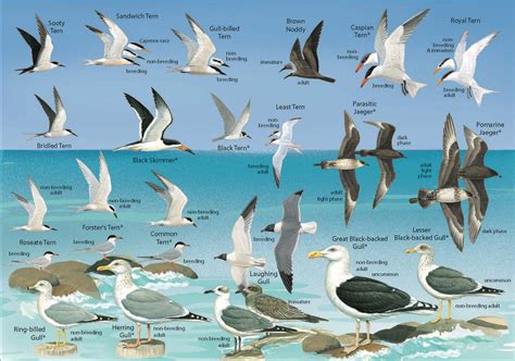 Seabird Resources Birdscaribbean