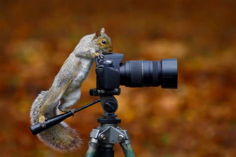 Wild Grey Squirrel Squirrels Camera Photographer Funny Hd