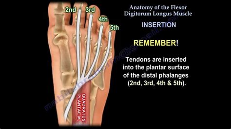Anatomy Of The Flexor Digitorum Longus Muscle Everything You Need To