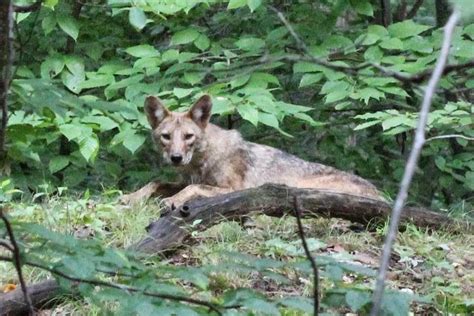 A Case Of Wildlife Fever Northern Virginia Coyotes Part Ii