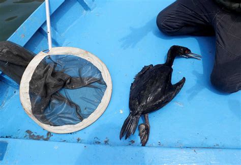 Seabirds Are Still Dying A Month After Oil Spill In Peru