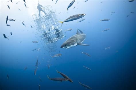 Great White Shark Observation With Cage Photo By Marc Henauer