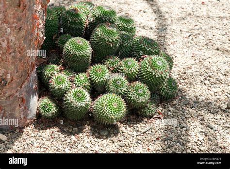 Small Barrel Cactus Cacti Cluster At Base Of Copal Tree In Botanical