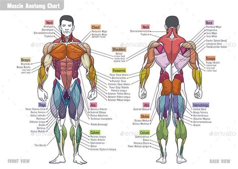 Muscle Anatomy Сhart Muscle Anatomy Body Muscles Names Human Muscle