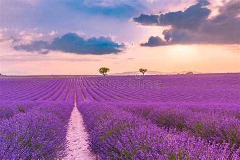Beautiful Landscape Wonderful Lavender Field Summer Sunset Landscape