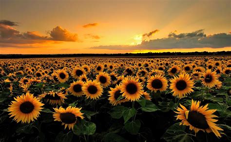 Sunflower Field Wallpapers Top Free Sunflower Field Backgrounds