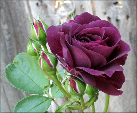 Rosa Ebb Tide Floribunda Purple Roses Deep Purple Peonies Tulips