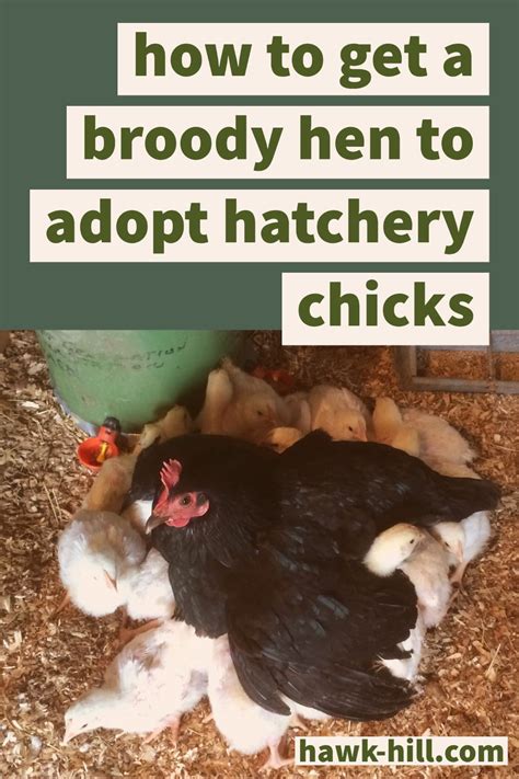 Getting A Broody Hen To Raise Hatchery Chicks A How To Guide Hawk Hill