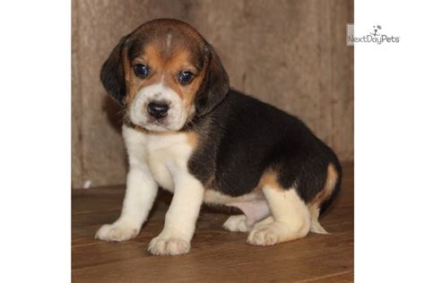 New and used items, cars, real estate, jobs, services, vacation beagle mix ridgeback puppy s looking for new homes vet checked first set of shots and deworming done. Marco: Beagle puppy for sale near Springfield, Missouri ...