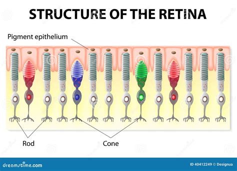 The Structure Of The Eye Retina Vector Illustration Cartoondealer