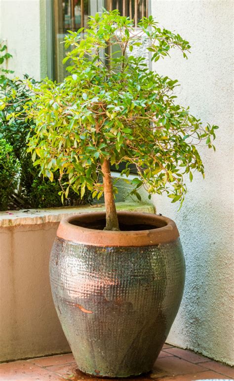 6 Trees Ideal For Containers Sedibeng Ster