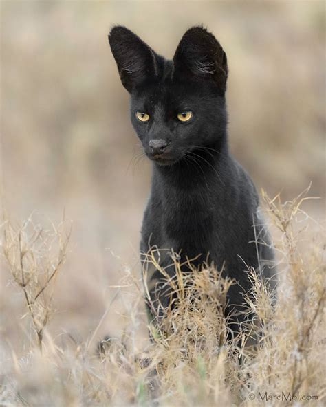 Very Rare Black Serval Cat Spotted In Kenya Catman