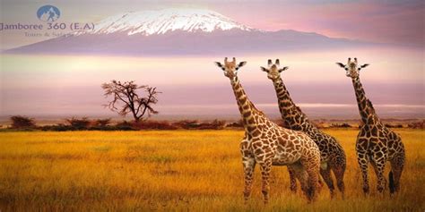 Five Of The Most Beautiful Wildlife Safari Places In Kenya