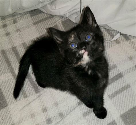 Kittens In Slough Berkshire Gumtree