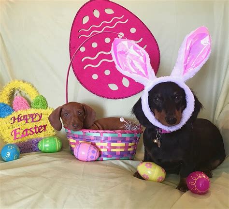 Easter Photoshoot With The Weenie Ladies Dachshunds First Easter