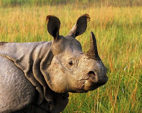 Indian One Horned Rhino Rhino Big Animals Indian Rhinoceros