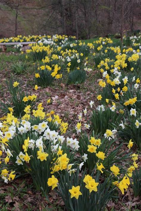 Best Daffodils For Naturalizing Daffodil Flower Blooming Flowers