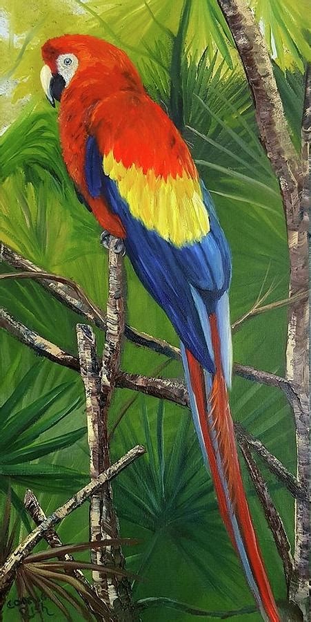 Scarlet Macaw Painting By Connie Rish Fine Art America