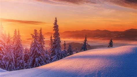 Winter Mountains Landscape With Snow Covered Pine Trees At Sunrise