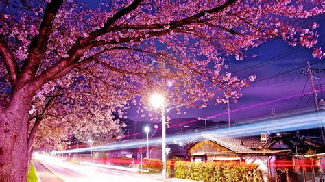 🥇 Japan Cherry Blossoms Tokyo Cityscapes Wallpaper 121003
