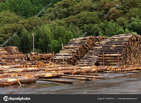 Pine Timber Stacked At Lumber Yard — Stock Photo © Leungchopan 133937410