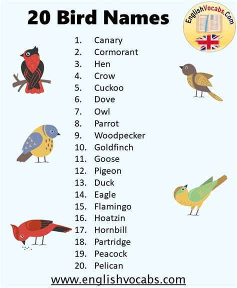 20 Bird Name List English Vocabs In 2021 Birds Name List Name List