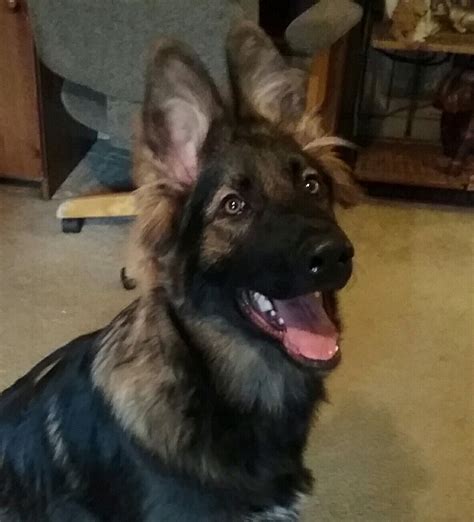 Wild republic, german shepherd plush, stuffed animal, plush toy, gifts kids, pet shop, 12 inches. Pin by Mariealena Bèlanger on Sarge plush coat sable ...