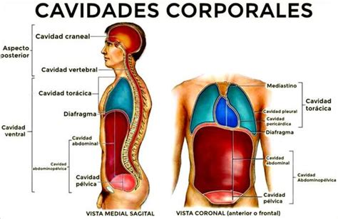 Cavidades Corporales Regiones Y Cuadrantes