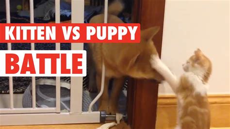 Puppy Vs Kitten Battle For Adorable Youtube