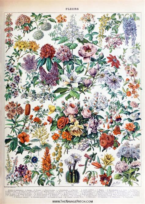 Amazing Free Vintage Botanical Prints Vintage Botanical Prints