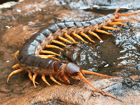 Northwests Complete Guide To Giant Centipedes In Az