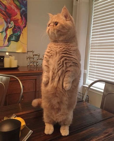 Cat Stands On His Hind Paws And Stares When He Find Something