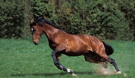 Selle Francais Horse Breed Profile Helpful Horse Hints