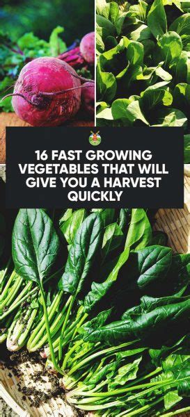 This is a beautiful hub about some of my very favorite flowers. 16 Fast Growing Vegetables That Will Give You a Harvest ...