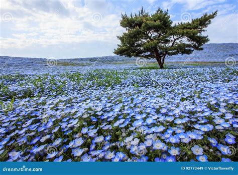 Beautiful View Of Nemophila Baby Blue Eyes Flowers At Seaside Park
