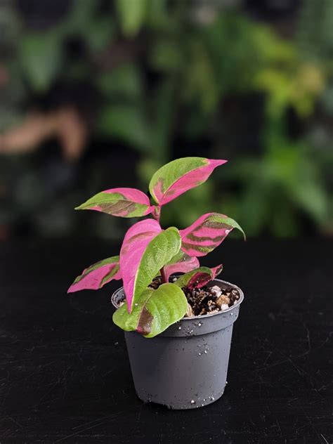 Alternanthera Ficoidea Party Time Grown In House Silver Roots