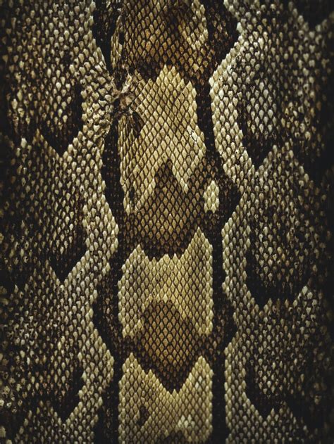 Snakeskin Wallpapers Wallpaper Cave