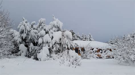 Fotos Gratis árbol Montaña Frío Cordillera Clima Temporada