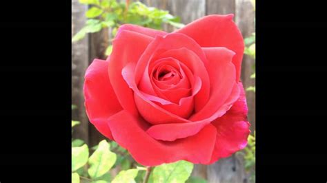 My Rose Garden Youtube