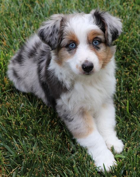 Our toy aussie puppies come to happy, healthy and ready to adjust into your family. Toy Australian Shepherd puppies for sale in CO, Toy Aussie ...