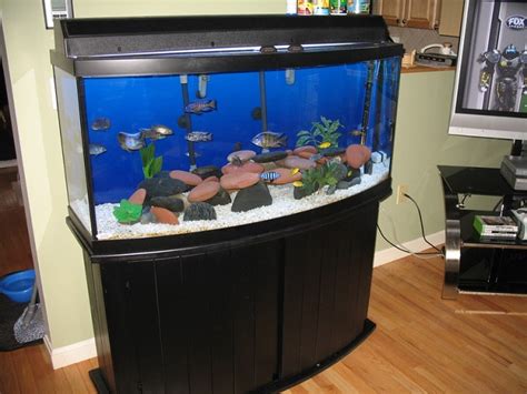 Exploring The Best Bow Front Aquariums For Your Home